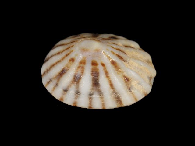 Lottia leucopleura Dwarf stuck on Black ribbed or Cuban limpet marine snail images