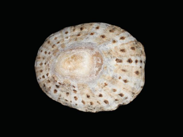 Patella rustica Lusitanian limpet marine snail images