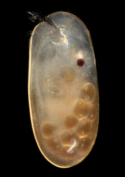 Ostracoda Ostracods Mussel or Seed shrimp images