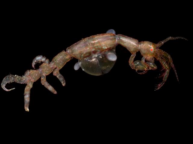 Caprella penantis caprellid caprellidae skeleton shrimp amphipod images