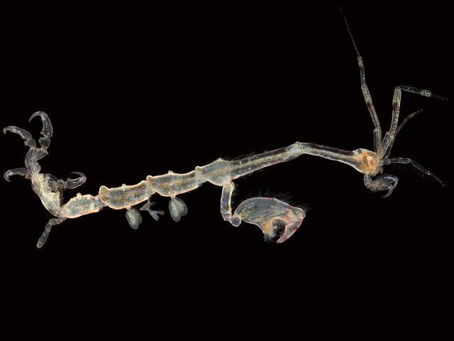 Caprella tuberculata caprellid caprellidae skeleton shrimp amphipod images