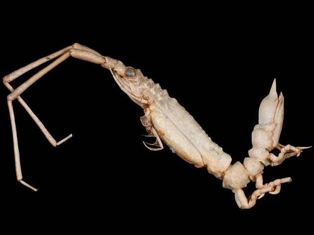 Astacilla longicornis Isopod Marine Animal Resembling Woodlouse Isopoda Images