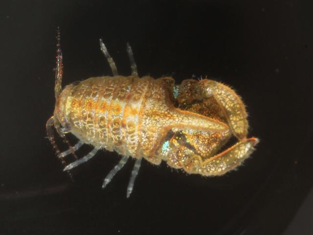 Campecopea hirsuta Isopod Marine Animal Resembling Woodlouse Isopoda Images
