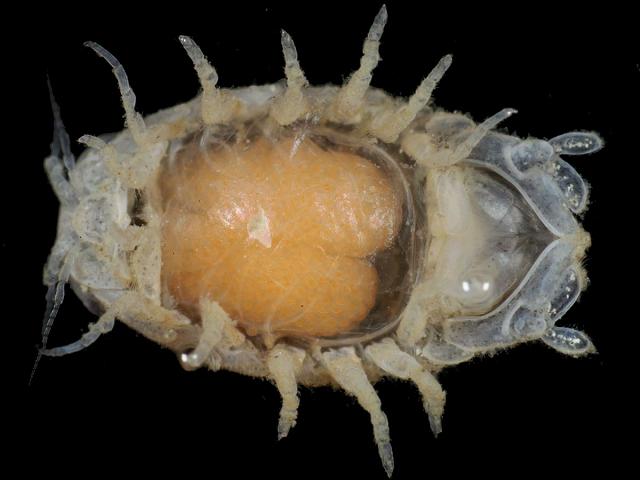 Ancyroniscus bonnieri Parasitic isopod cryptoniscan stage Dynamene bidentata isopoda Images