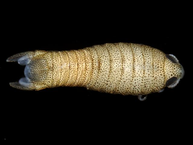 Anilocra frontalis parasitic fish louse isopod Isopoda Images