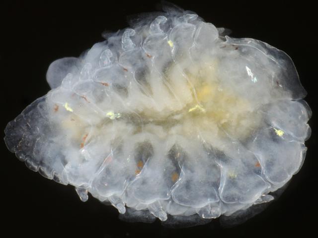 Bopyrina ocellata giardi parasitic isopod isopoda Hippolyte varians Images