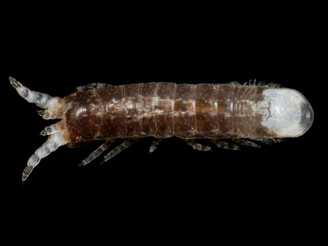 Cleantis prismatica Zenobiana isopod Isopoda Images