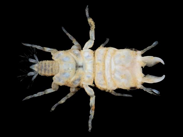 Gnathia maxillaris Marine Animal Resembling Woodlouse Isopoda Images
