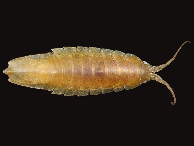 Idotea balthica Marine Animal Resembling Woodlouse Isopoda Images