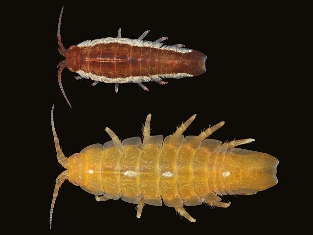 Idotea emarginata Marine Animal Resembling Woodlouse Isopoda Images