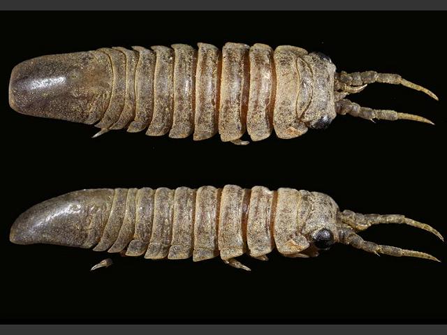 Idotea metallica Marine Animal Resembling Woodlouse Isopoda Images