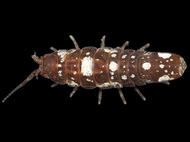 Idotea neglecta Marine Animal Resembling Woodlouse Isopoda Images
