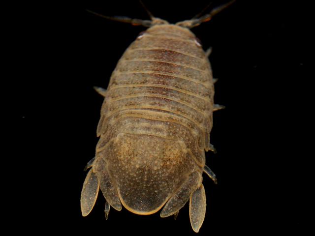 Lekanesphaera hookeri synonym Sphaeroma Marine Animal Resembling Woodlouse Isopoda Images