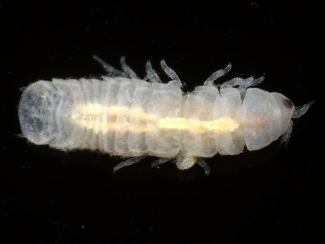 Limnoria quadripunctata Four-spotted gribble isopod Isopoda Images