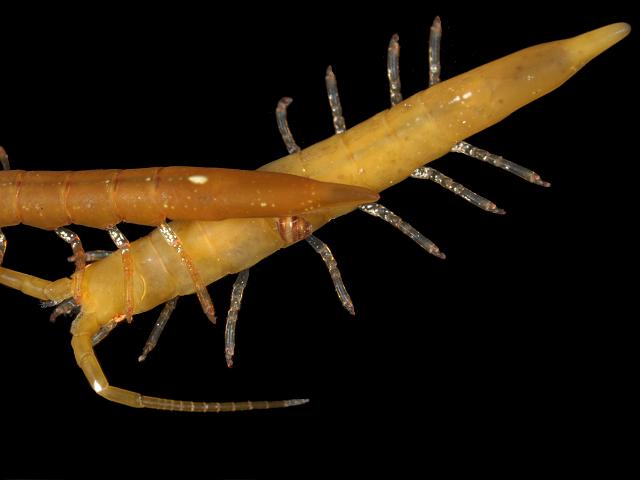 Stenosoma acuminatum isopod Isopoda Images