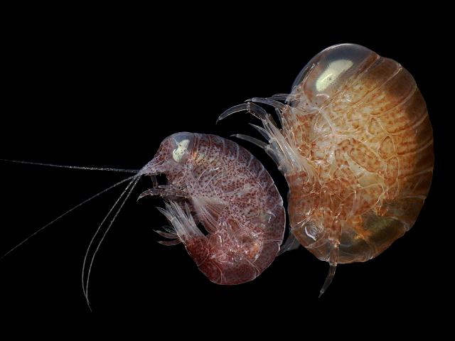 Hyperia galba jellyfish parasite hyperiidae hyperiid amphipod Images
