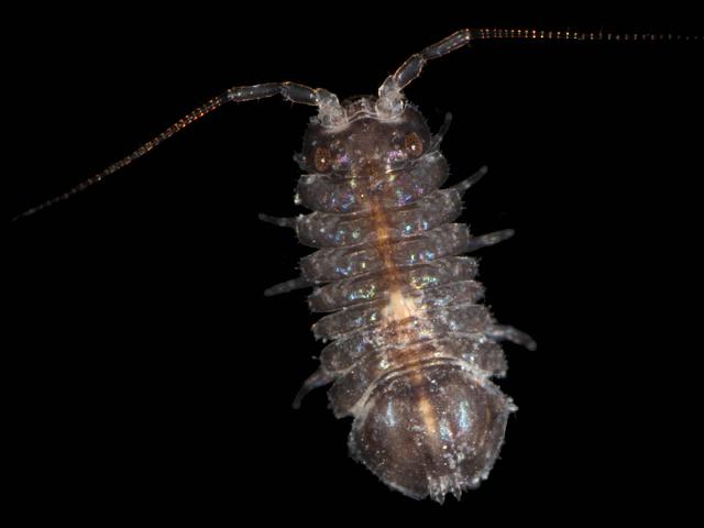 Jaera Jaera albifrons janiridae Marine Animal Resembling Woodlouse Isopoda Images