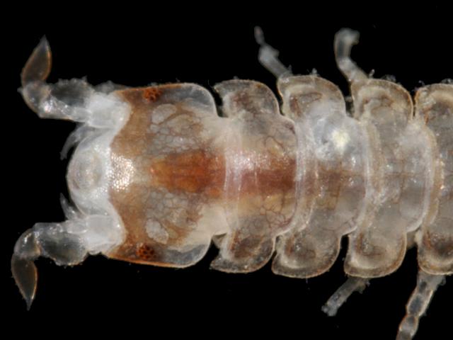 Joeropsis brevicornis brevicornis isopod Marine Animal Resembling Woodlouse Isopoda Images