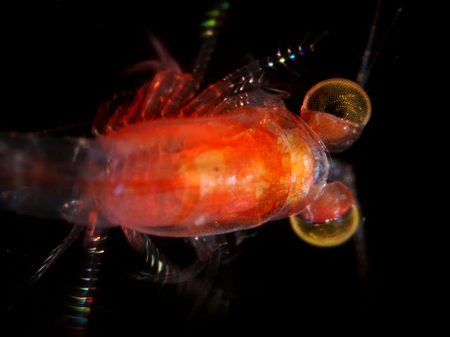 Hemimysis lamornae - A mysid shrimp (Mysida images)