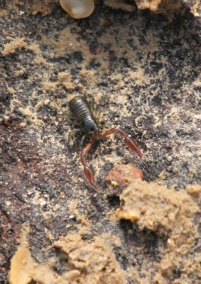 Marine and coastal spiders mites and pseudoscorpions arachnida marine arthropod images UK