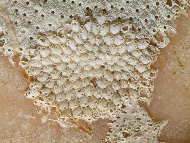Cheilostome bryozoans in need of identification (Bryozoan images)