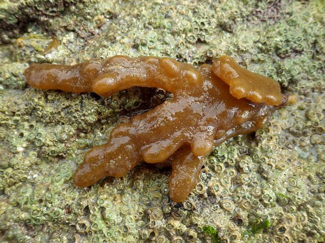 Alcyonidium diaphanum Sea Chervil Jelly bryozoan images