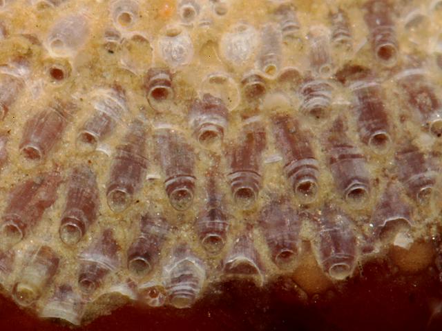 Celleporella hyalina Ascophoran bryozoan Images