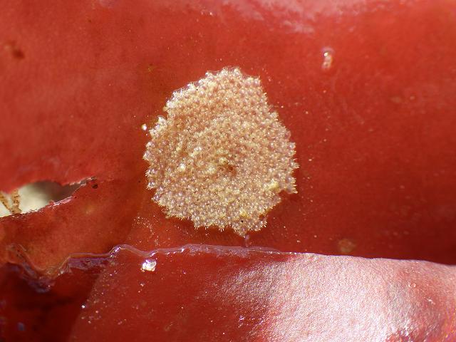 Microporella ciliata Ascophoran bryozoan Images