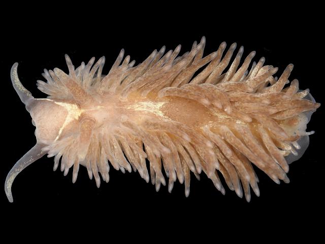 Aeolidia filomenae papillosa Common Grey Sea Slug