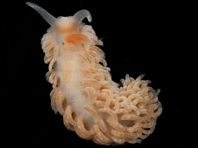 Aeolidiella glauca Sea Slug Images