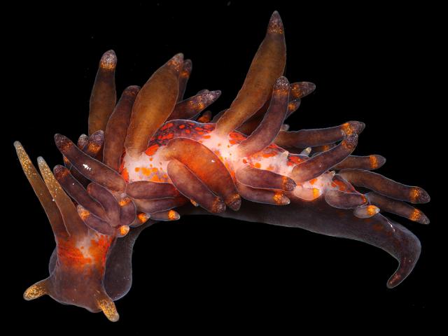 Amphorina farrani syn Eubranchus farrani Sea Slug Images