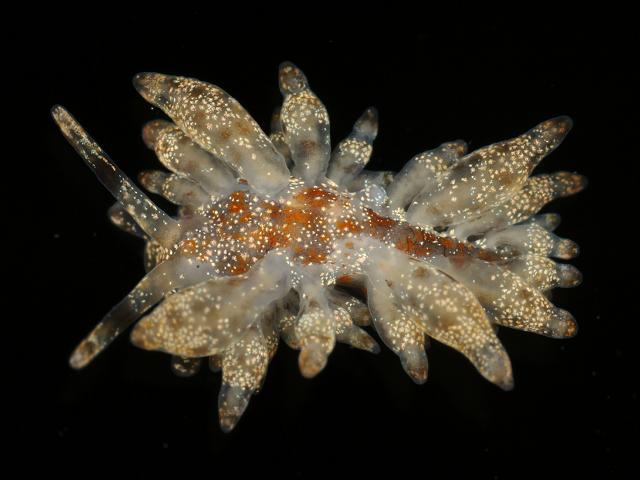 Eubranchus linensis Sea Slug Images
