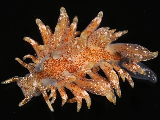 Amphorina pallida Eubranchus pallidus nudibranch nudibrachia Sea Slug Images