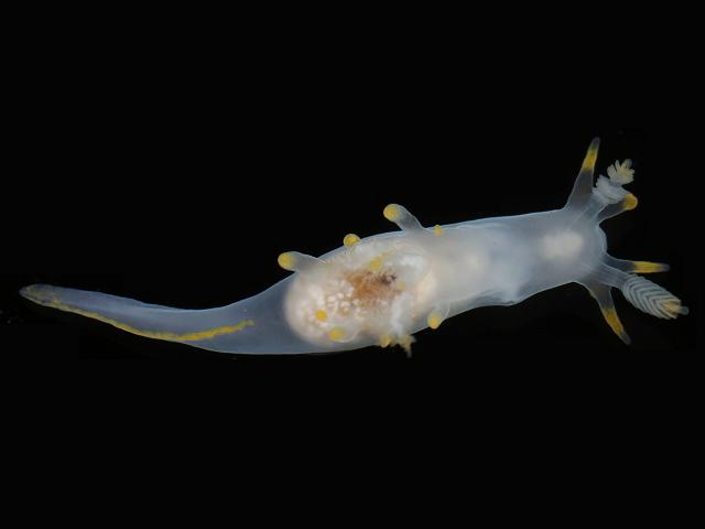 Ancula gibbosa Crested Sea Slug Images
