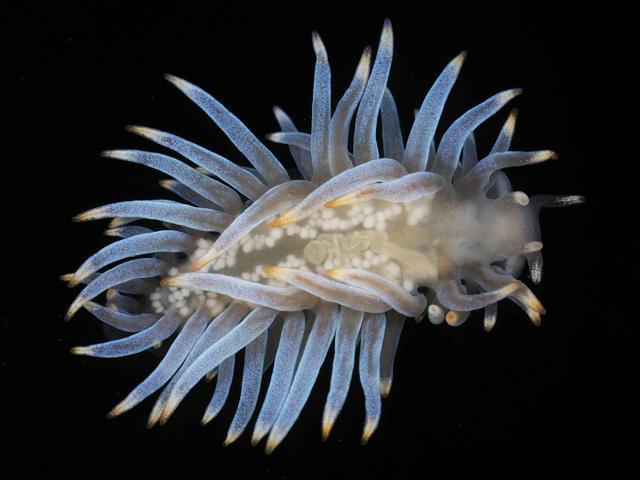 Calma glaucoides egg eating sea slug mollusc images