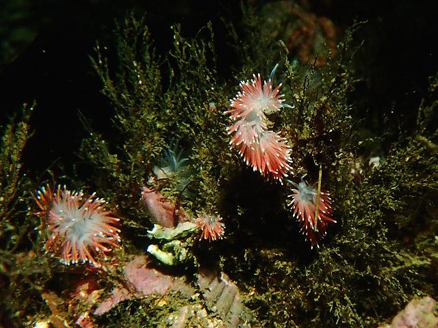 Carronella pellucida flabellinid Sea Slug nudibranch Images