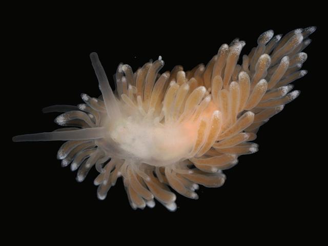 Cuthona nana Sea Slug Nudibranch Images