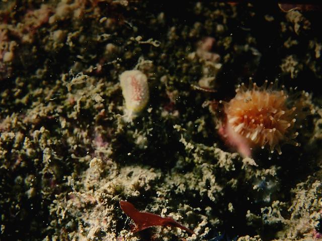 Diaphorodoris luteocincta calycidorididae sea slug nudibranch Images