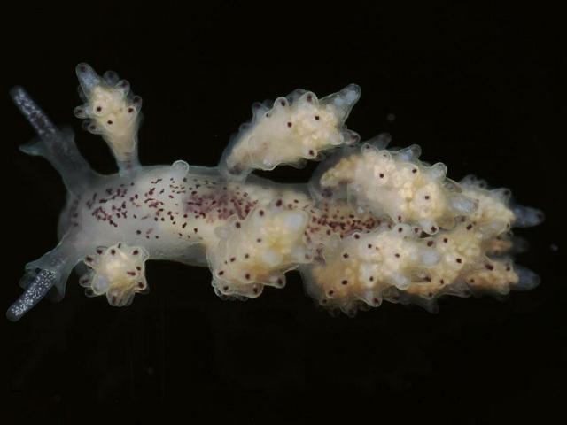 Doto eireana Sea Slug nudibranch Images