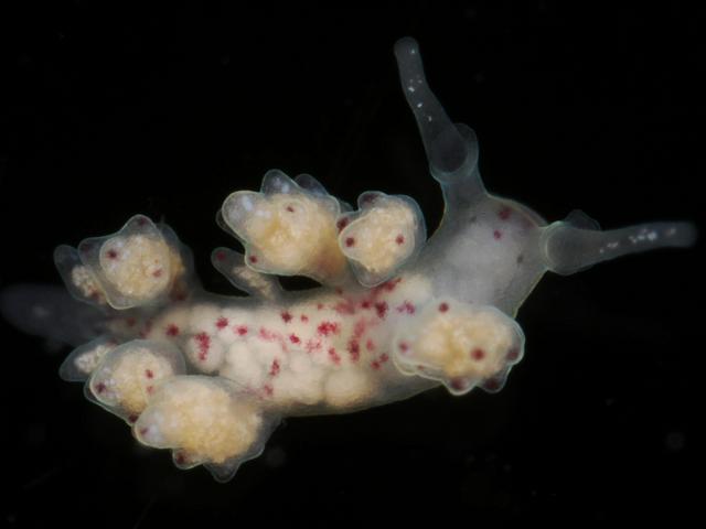 Doto species Newlyn Marina sea nymph Slug Images