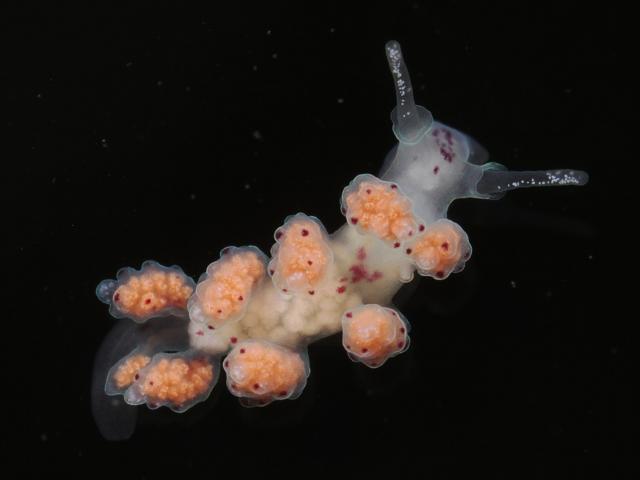 Doto species Newlyn Marina sea nymph Slug Images