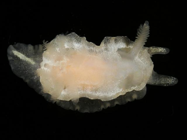Goniodoris nodosa Angled doris Sea Slug Images