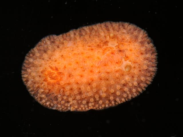 Onchidoris sparsa onchidorididae onchidoridid nudibranch Sea Slug images