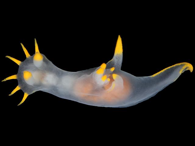 Polycera kernowensis sea slug polycerid nudibranch images