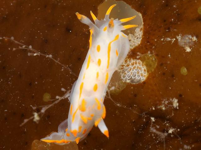 Polycera quadrilineata feeding behaviour Membranipora membranacea Wakame Undaria pinnatifida Sea Slug Nudibranch Images