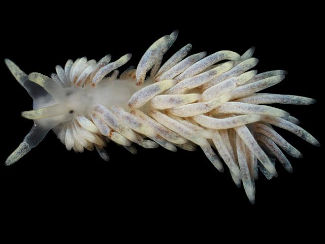 Aeolidiella alderi Sea Slug Images