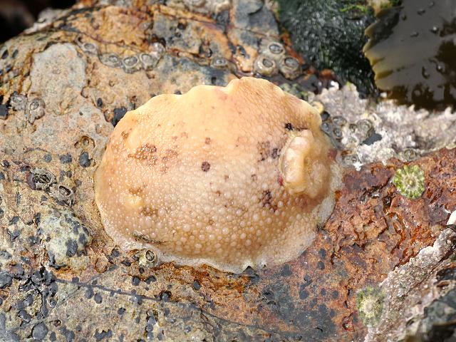 Doris Archidoris pseudoargus Sea Lemon Sea Slug Images