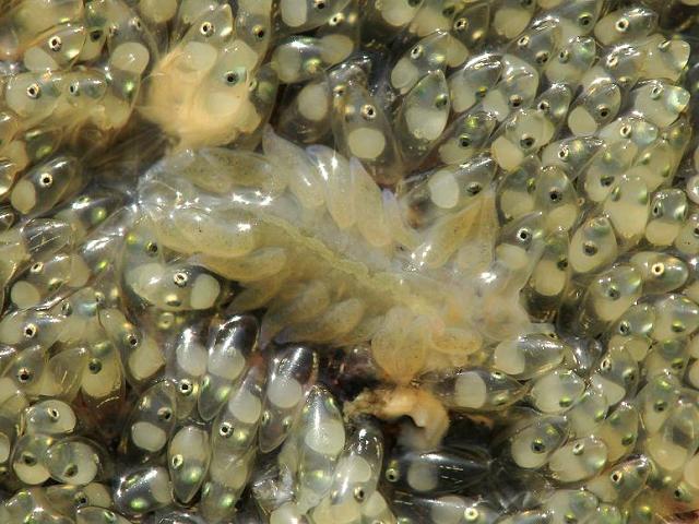 Calma gobioophaga Goby egg eating sea slug mollusc images
