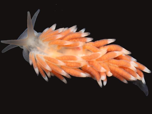 Catriona aurantia syn Tenellia Cuthona gymnota Orange tipped eolis Sea Slug Nudibranch Images