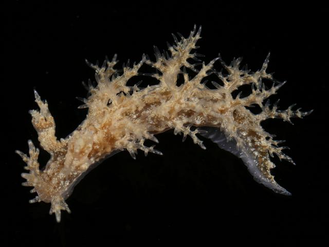 Dendronotus frondosus Bushy backed sea slug images